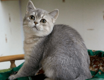 Британская кошка серебряного окраса